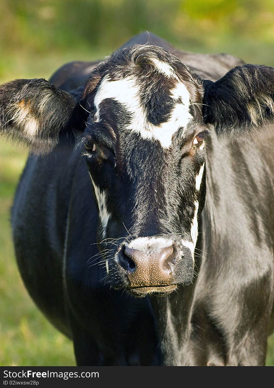 This bull watched me like a hawk. This bull watched me like a hawk