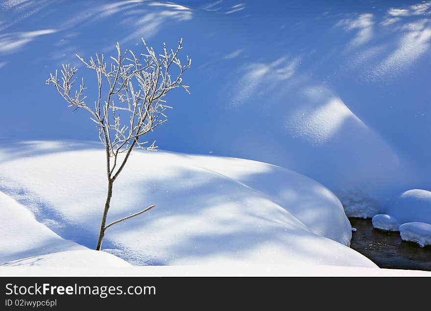 Small tree among snowdrifts on coast of small river. Small tree among snowdrifts on coast of small river.