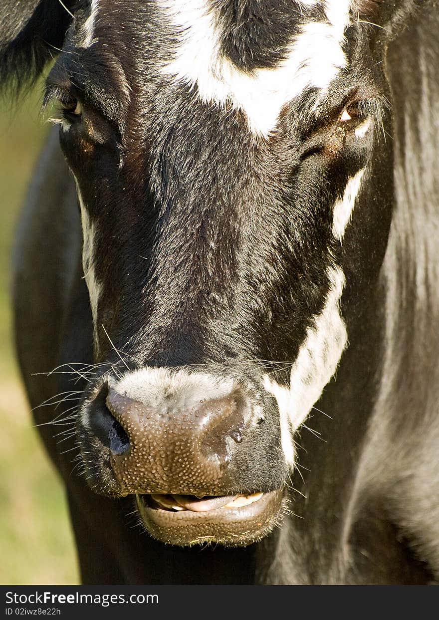 This fellow came right close and gave me a lot of lip;. This fellow came right close and gave me a lot of lip;