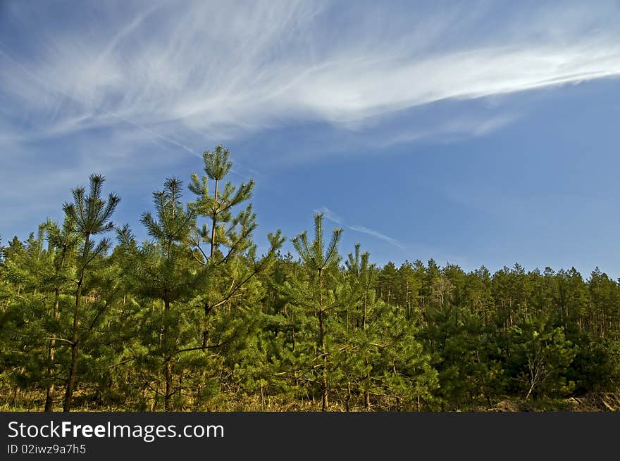 Nature. Forest with young pines and amazing blue sky.