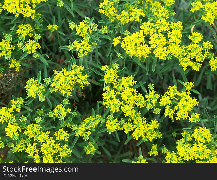 Floral texture