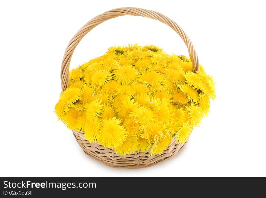 Basket of dandelions on a white background