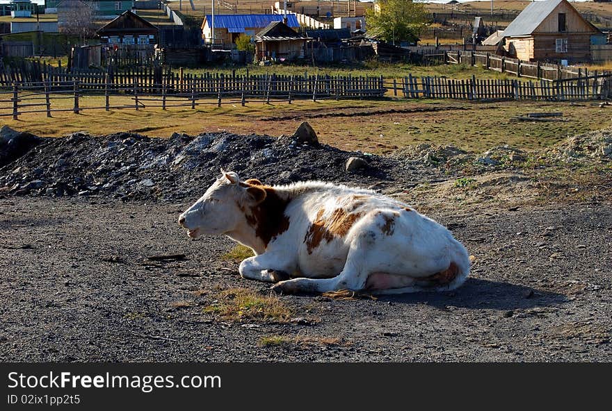 Cow in a village. Side view.