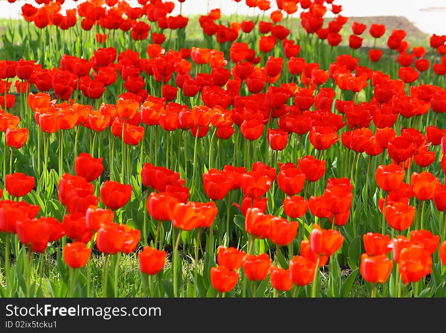 Meadow with a large number of tulips