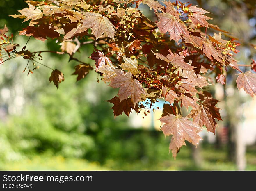 Maple leaves lit by the bright colors of the morning sun. Maple leaves lit by the bright colors of the morning sun