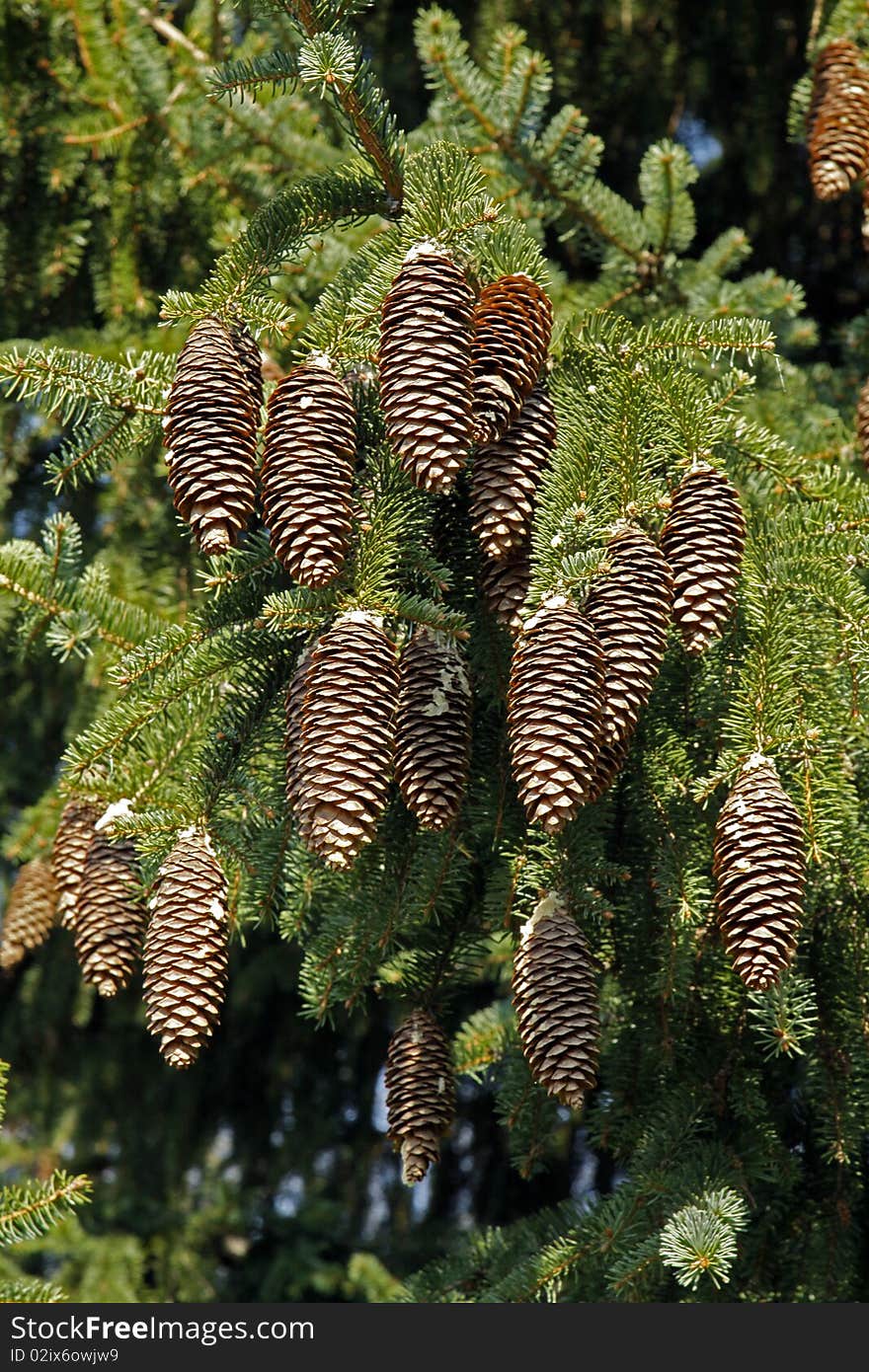 Cones