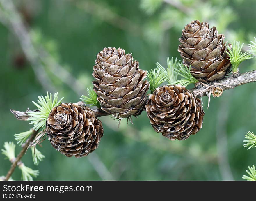 European Larch foliage and cones