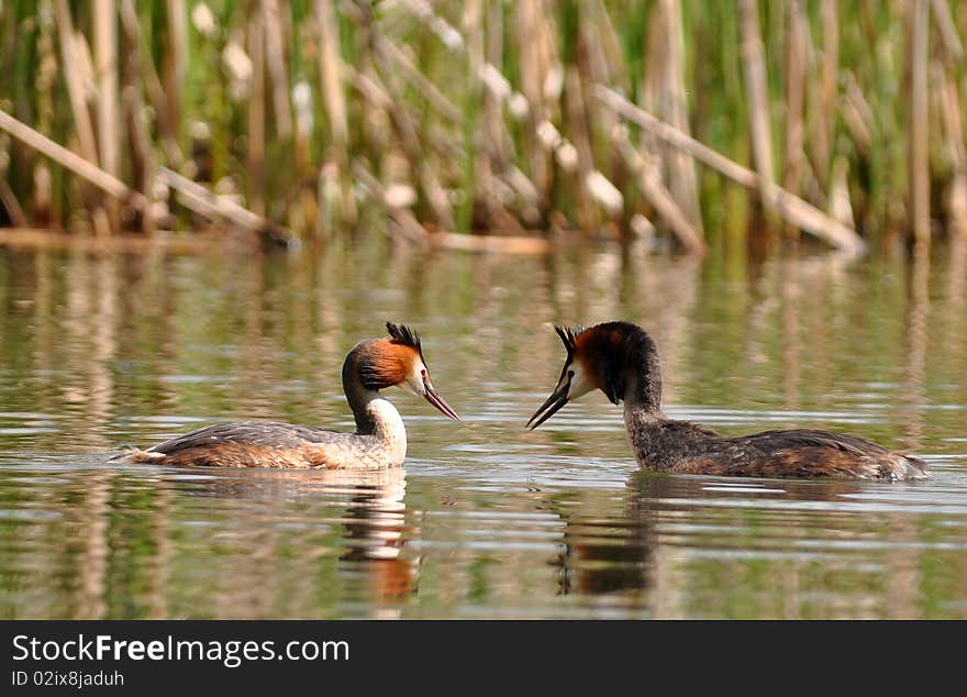 Great crested grebe