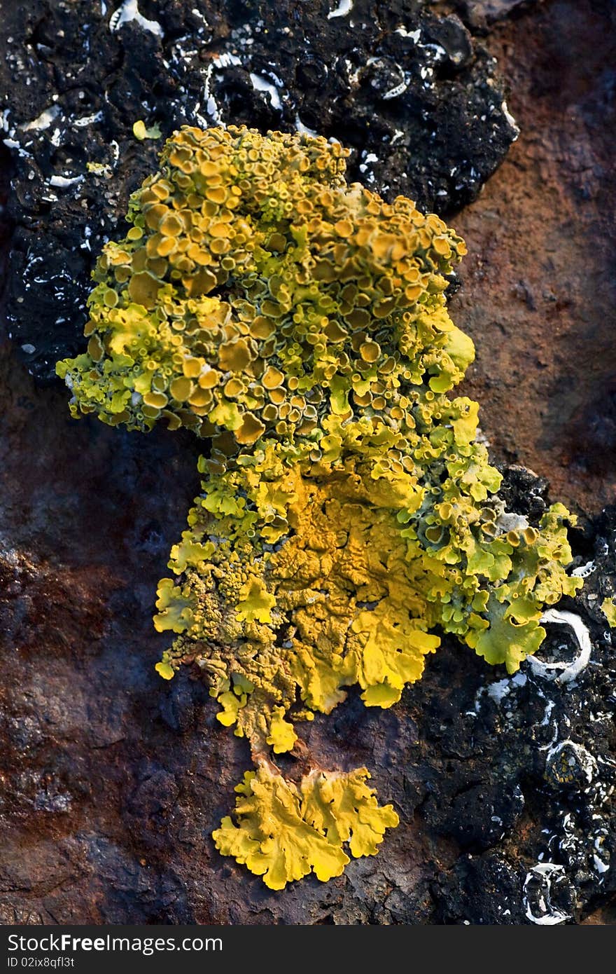 View of some yellow lichen growing on a piece of iron.