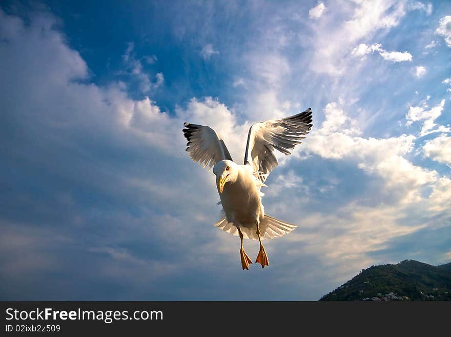 Seagull flying over blue sky