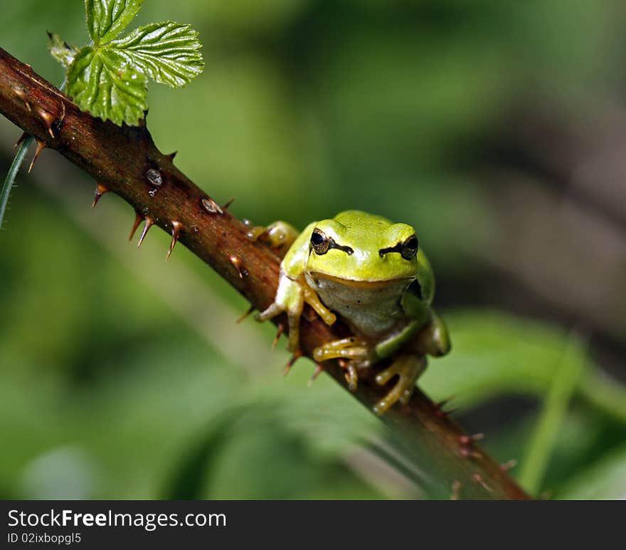 Green tree frog