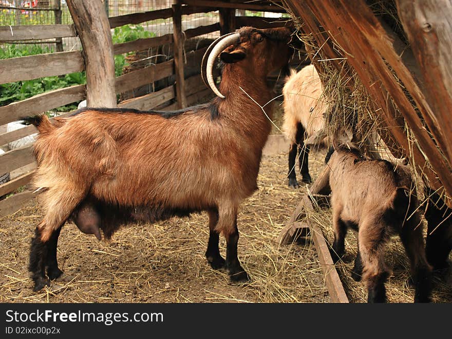 Eating Goat And Their Family