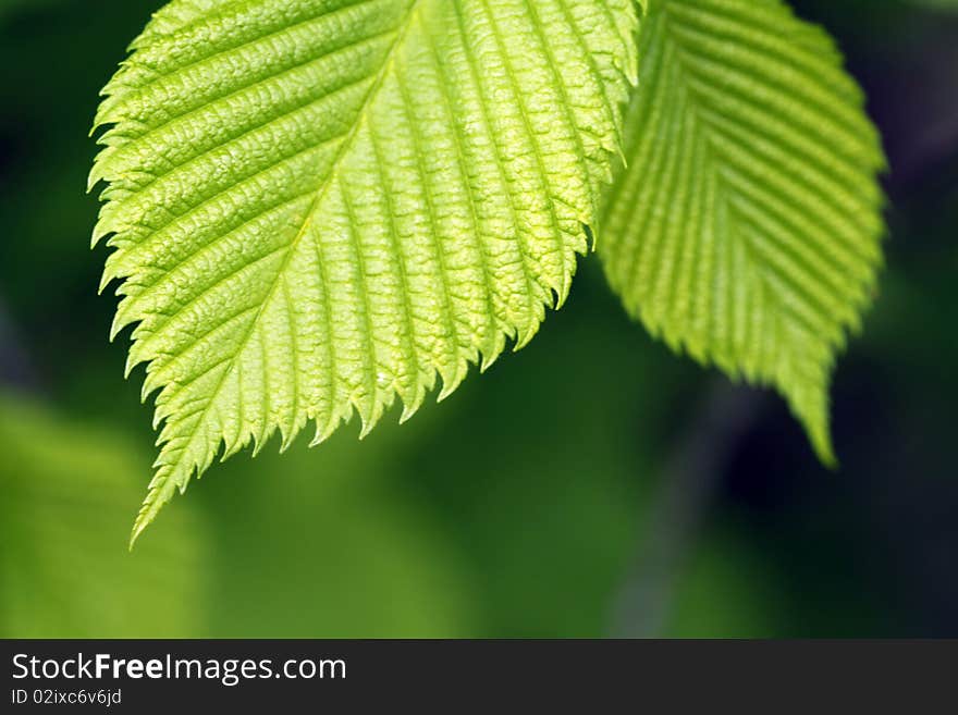 Background with around two green leaves