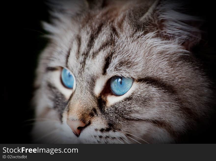 Blue cat eyes of white siberian looking into distance