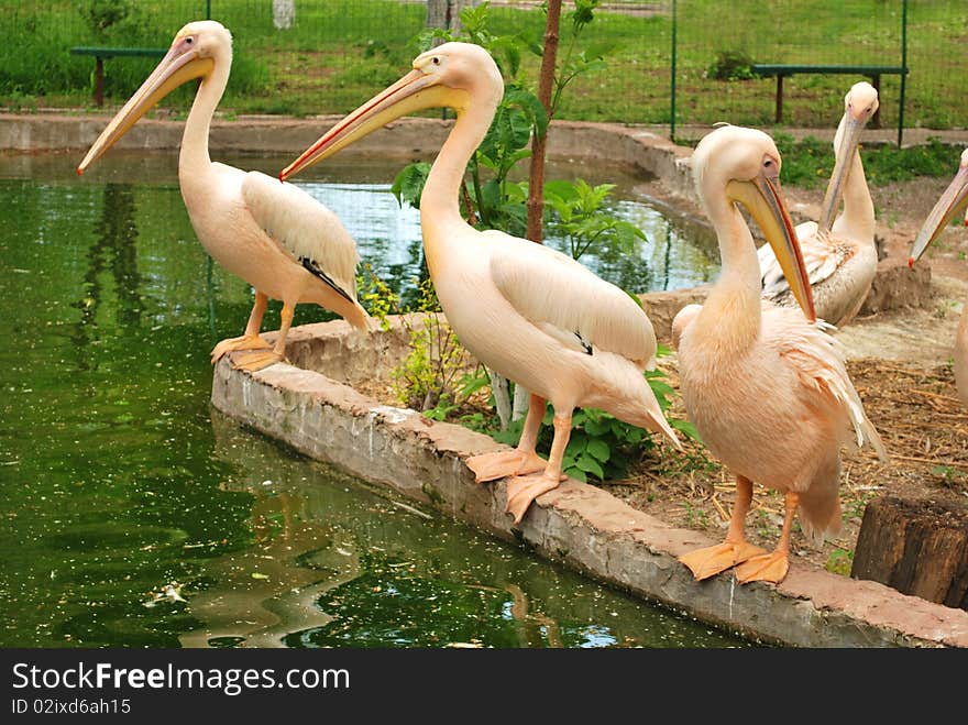 Line of pelicans by the pond