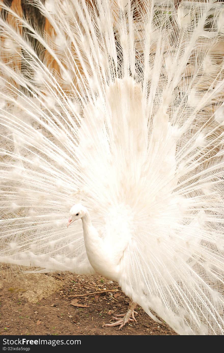 White Peacock