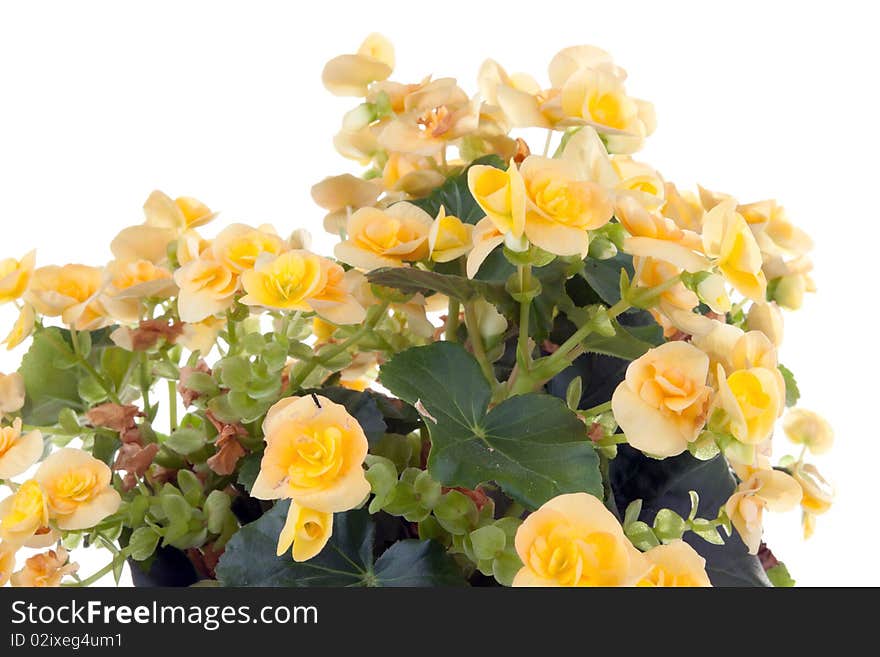 Begonia plant isolated on white