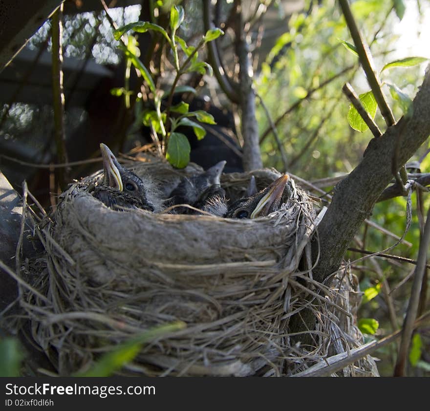 Young Robins