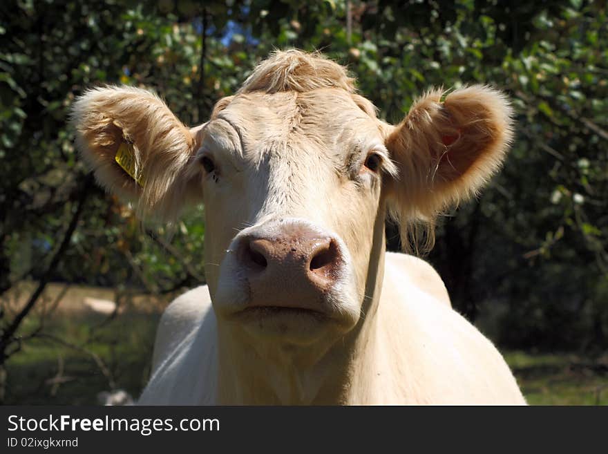 Cow looks out at grass. Cow looks out at grass