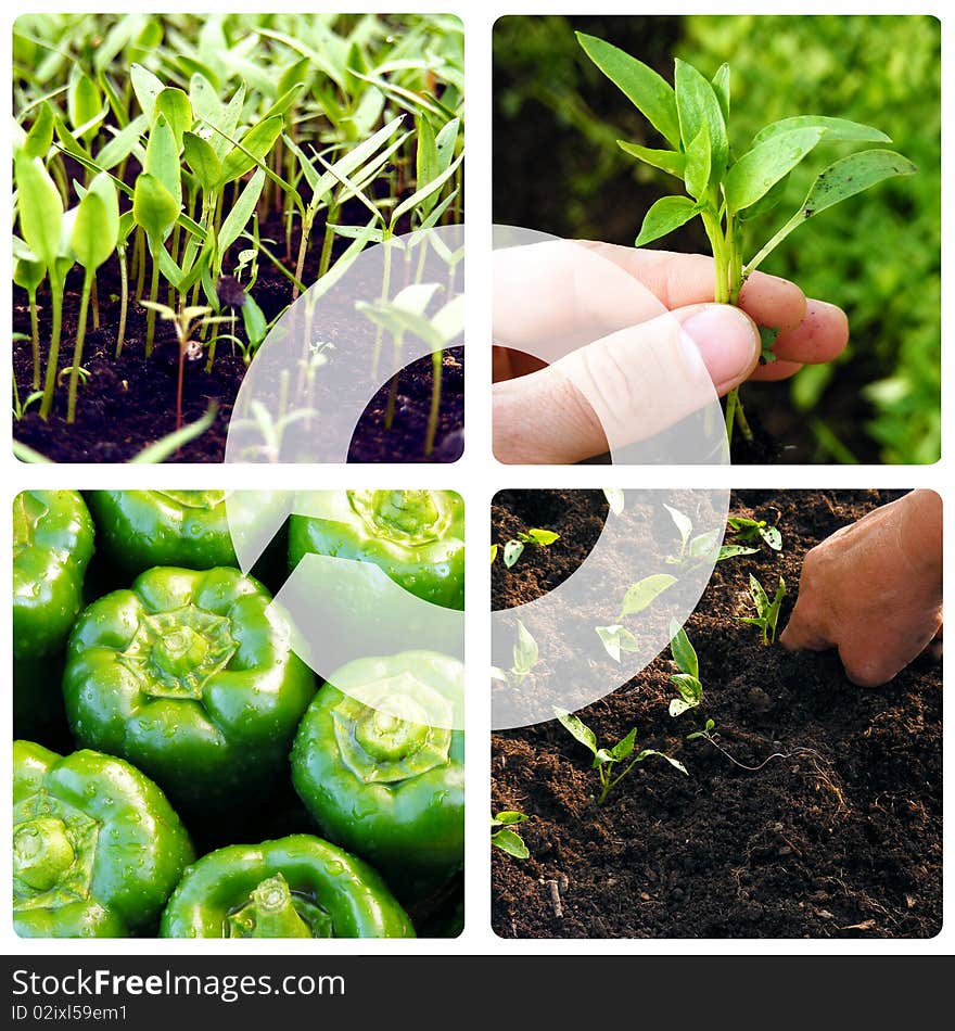 Process of growing vegetables