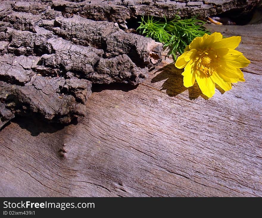 Wood texture background and yellow flower