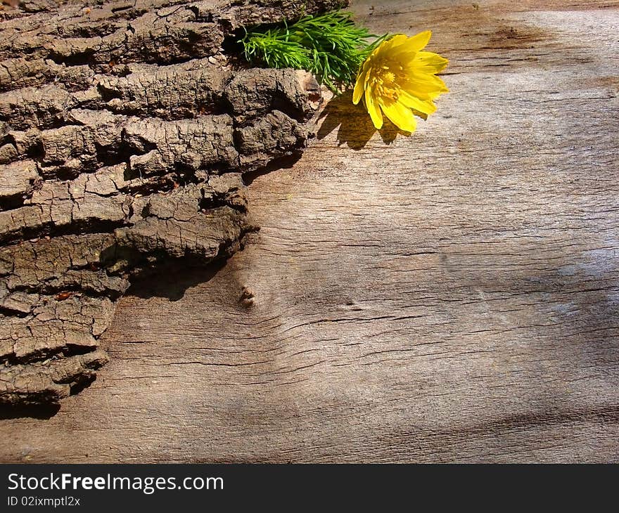 Wood texture background and yellow flower