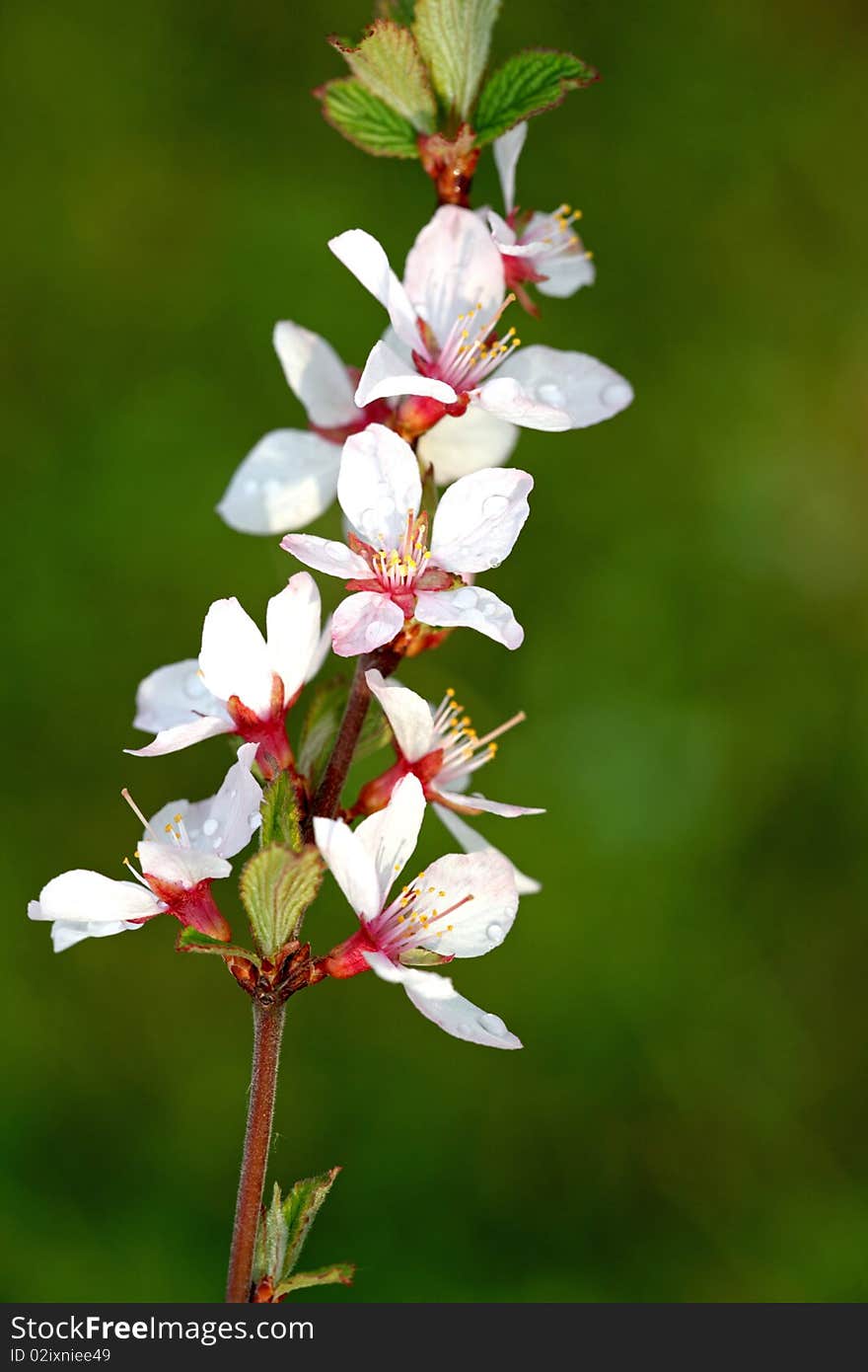 A flower on the cherry tree