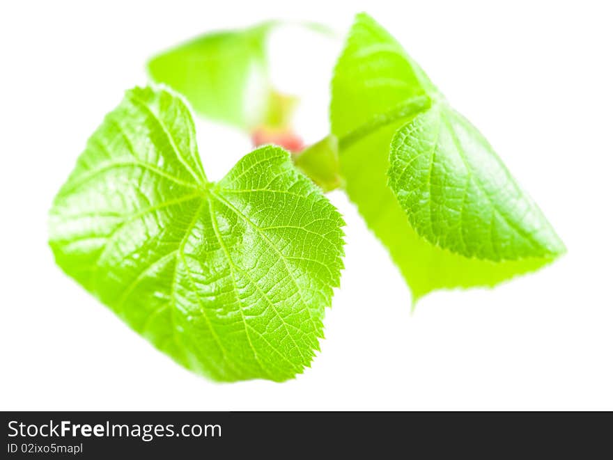 Birch Leaves Isolated On White.