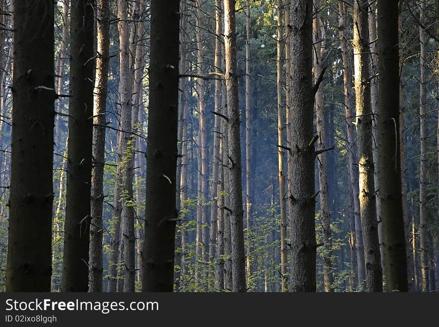 Smoke in the woods. Forest abstract background.