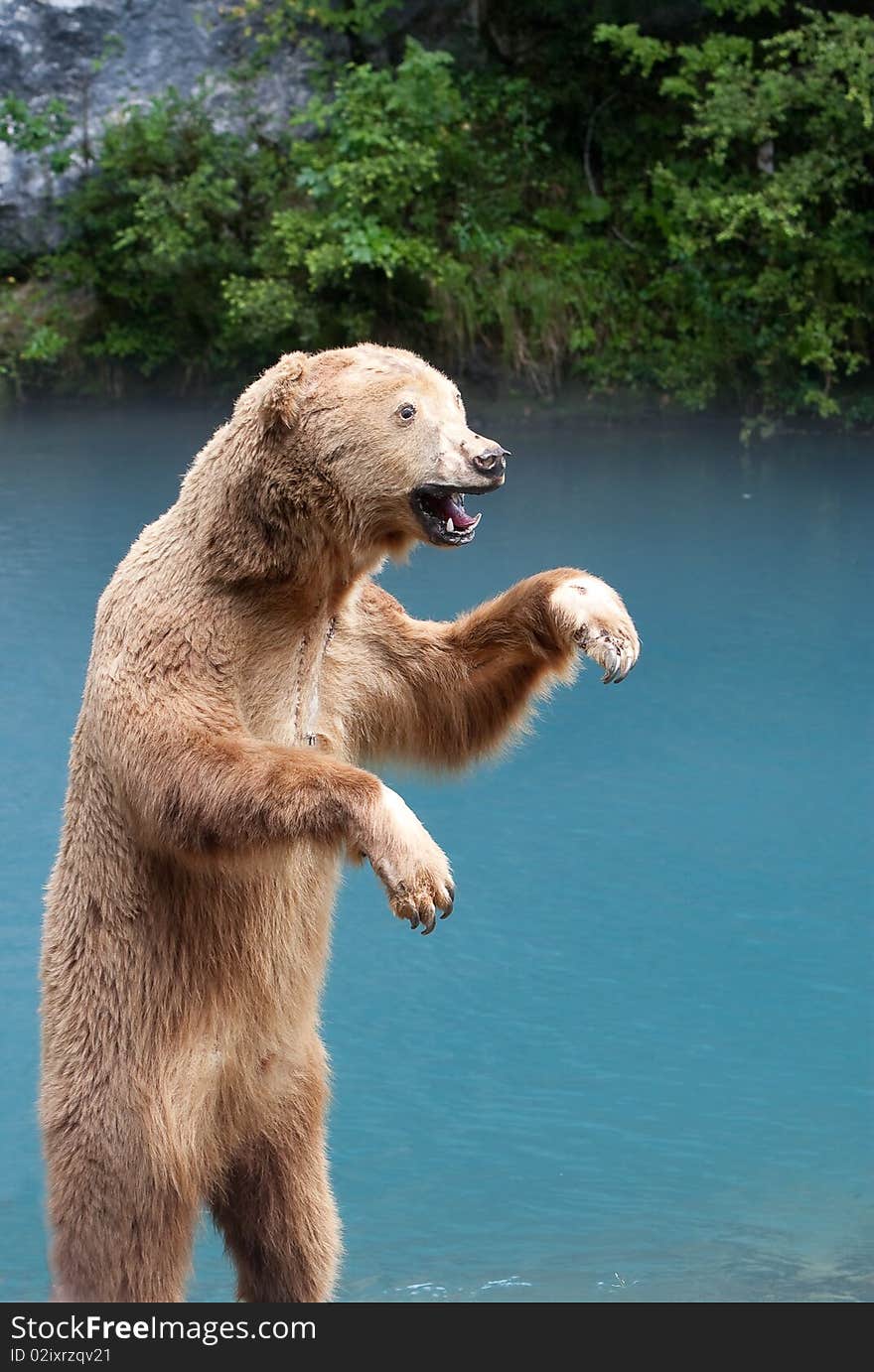 Bear guy on lake background