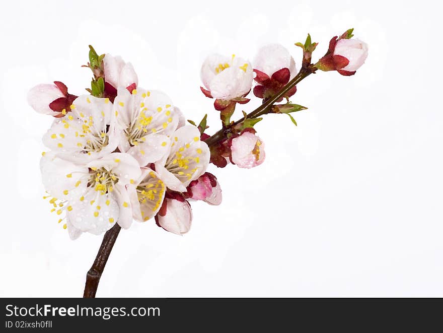 Three filbert with leaves isolated on a white background. Three filbert with leaves isolated on a white background