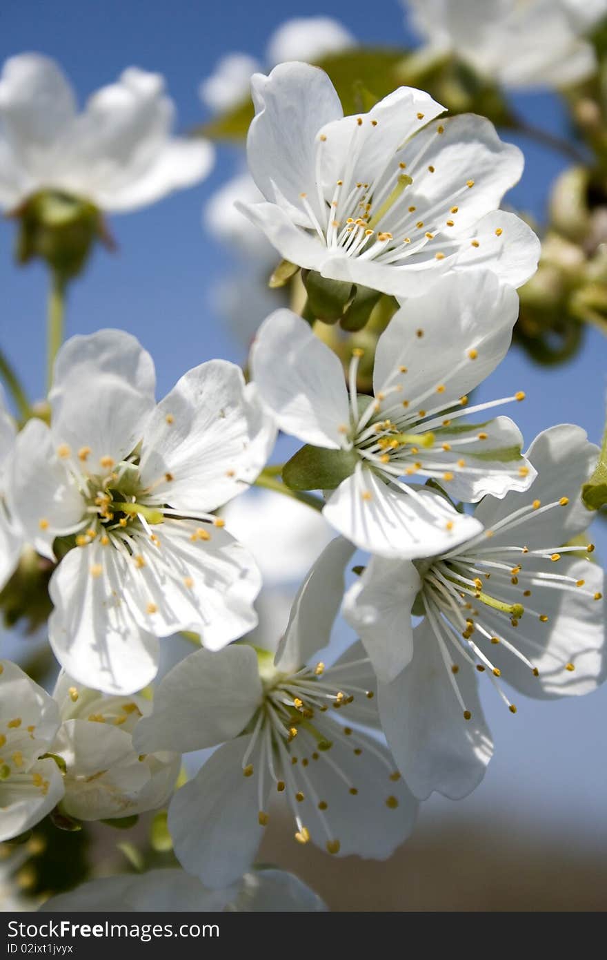 Spring cherry tree flower blossom