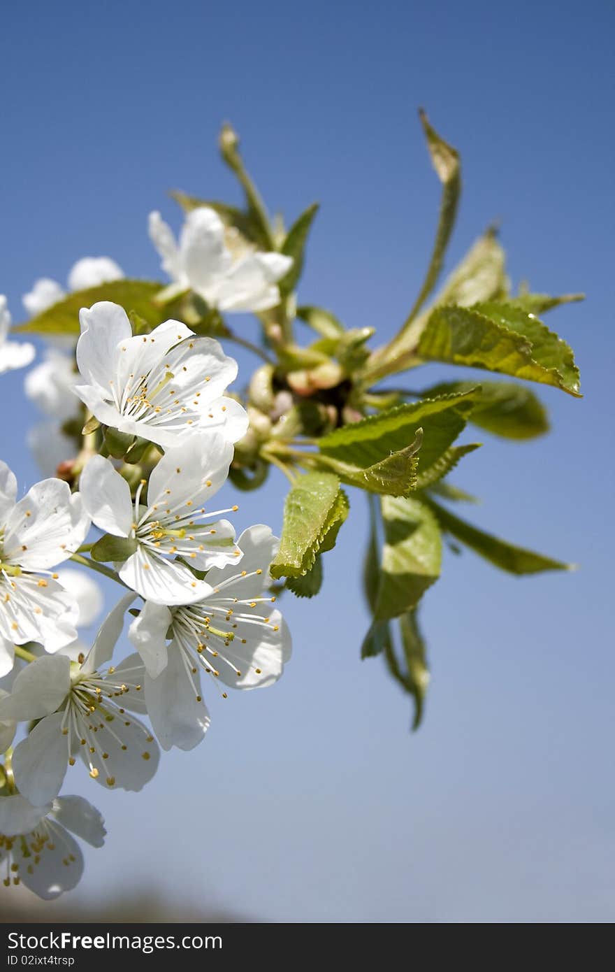 Spring cherry tree flower blossom