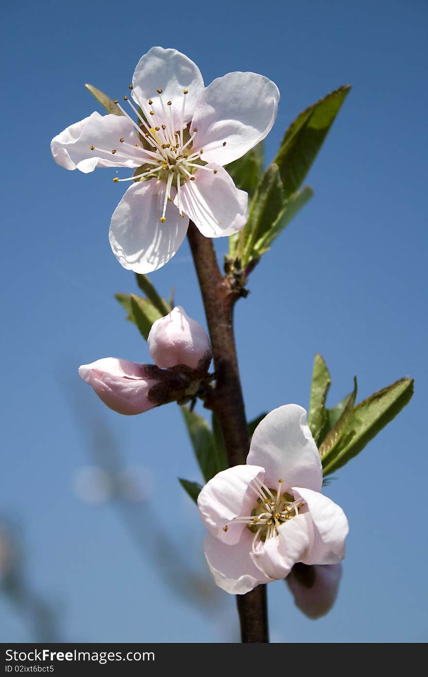 Flowers Of Peach