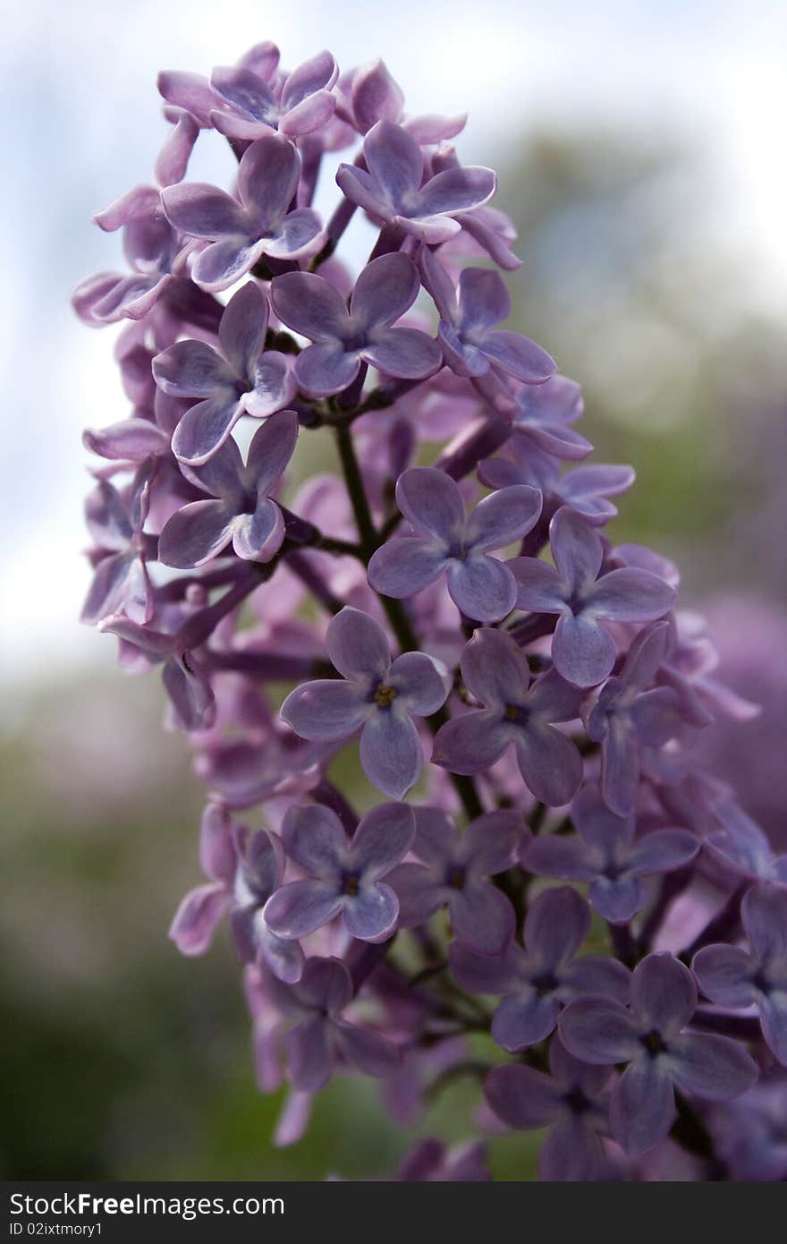 Bright flowering lilac in spring. Bright flowering lilac in spring