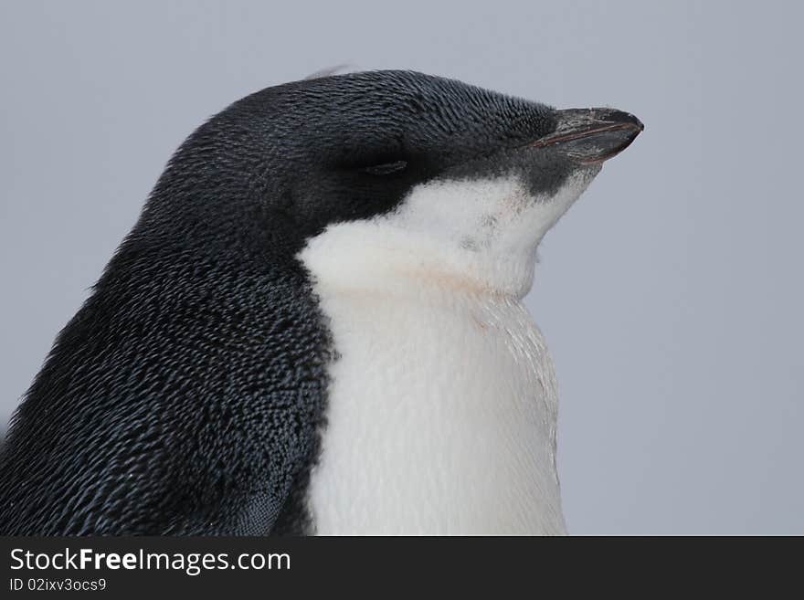 Sleepy adelie penguin chick, Antarctica