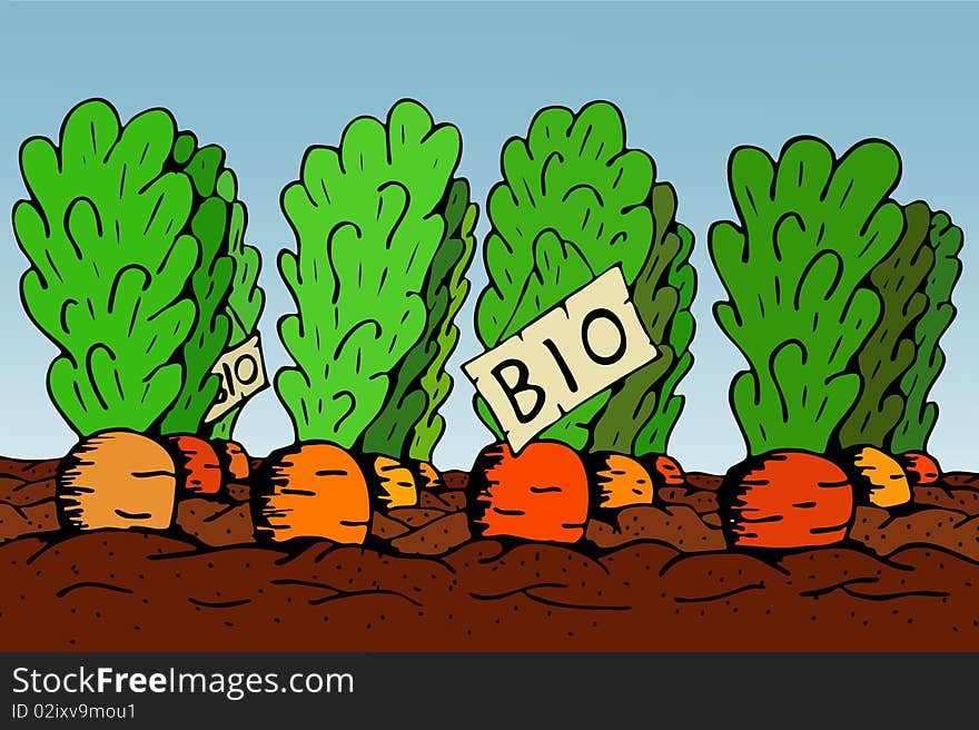 Bio Vegetable