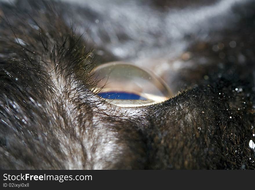 Cat eyeball from closeup from a cat looking for food. Cat eyeball from closeup from a cat looking for food.