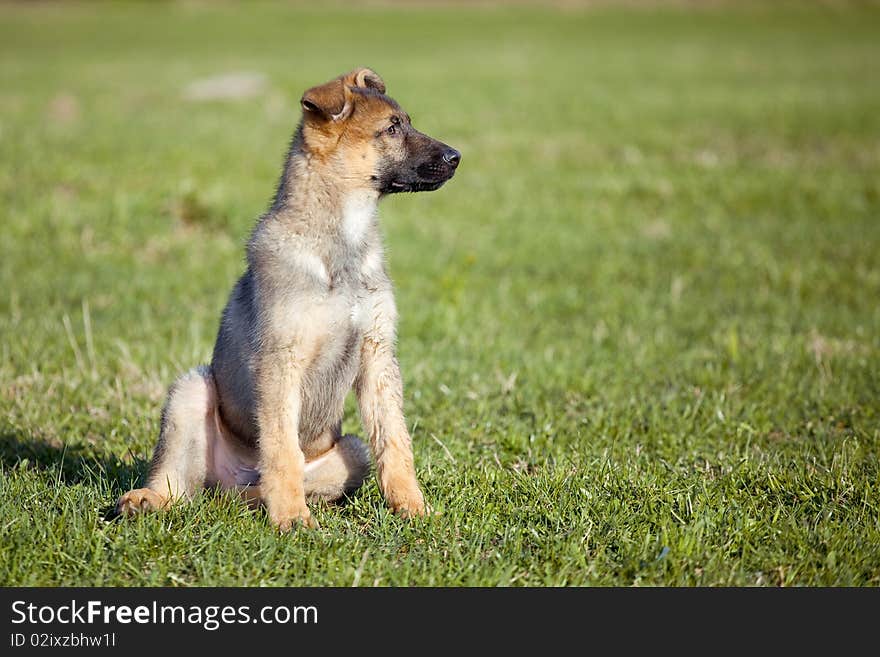 Sheepdogs Puppy