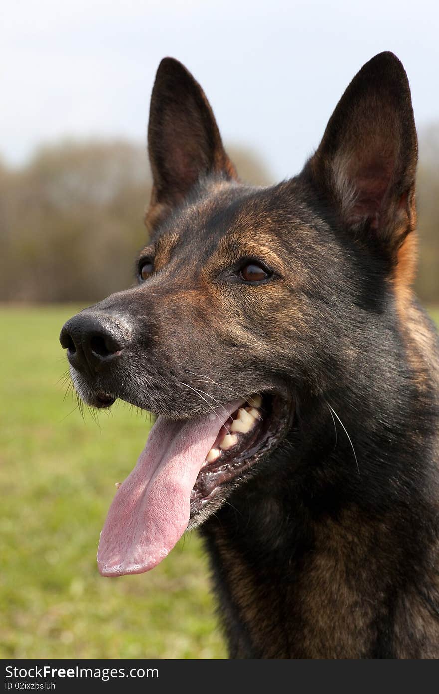 German Sheepdog