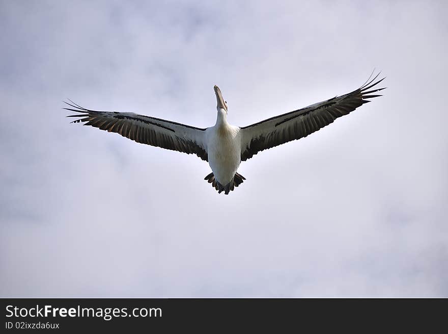 Pelican overhead