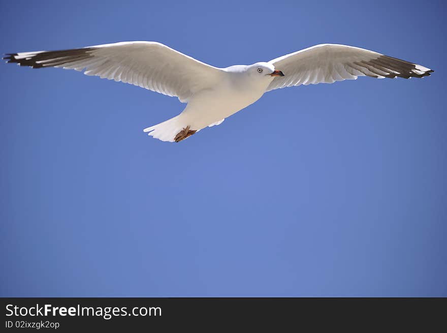 Seagull wings across