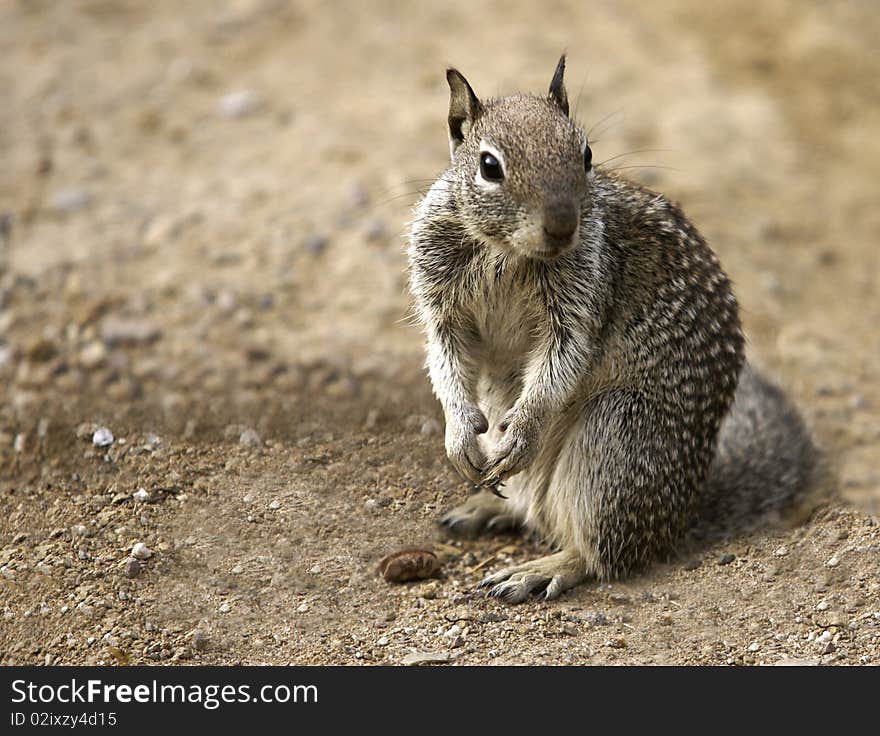 Squirrel