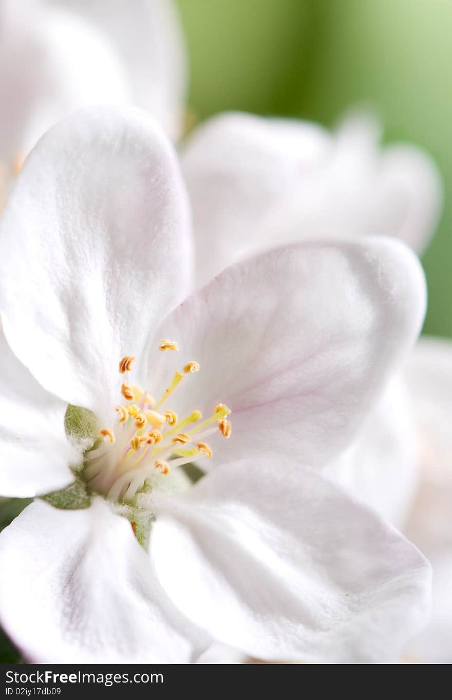 Blossoming garden