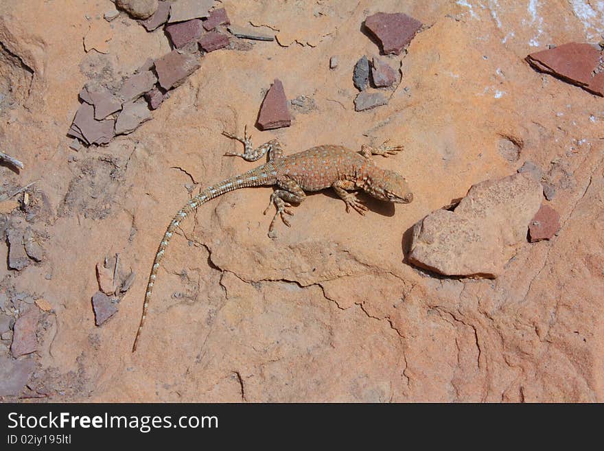 Small lizard basking on a rock viewed from above. Small rocks and stones are in the frame. Small lizard basking on a rock viewed from above. Small rocks and stones are in the frame.