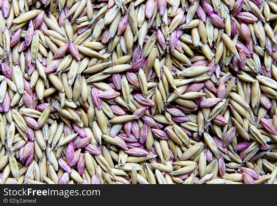 Background of dry  seeds