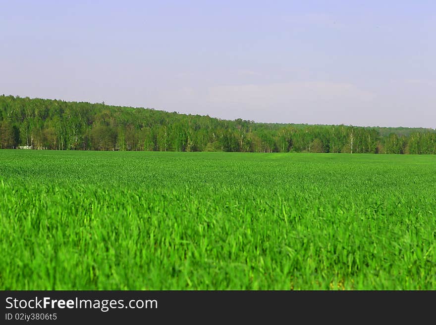 Green landscape with blue sky and grass