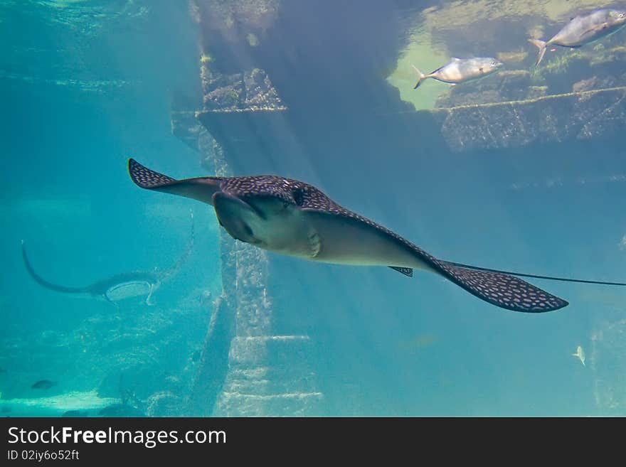 Large Stingray in Aquarium