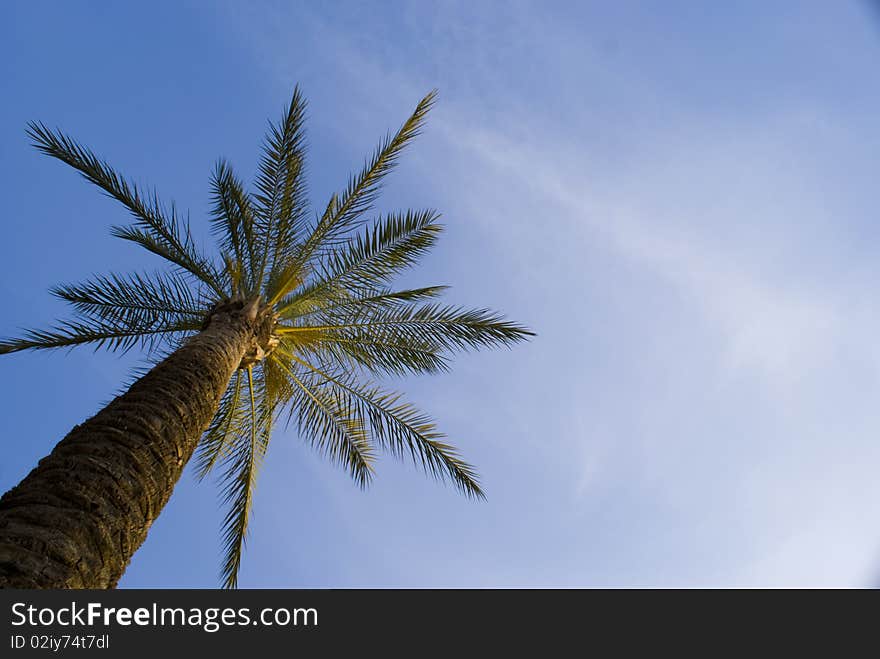 A shot of a falm tree from an interesting angle. A shot of a falm tree from an interesting angle