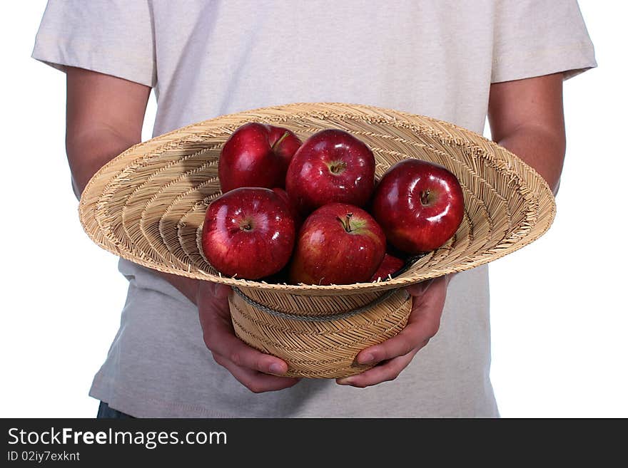 The crop of apples is collected in a straw hat which is had control over by the man. The crop of apples is collected in a straw hat which is had control over by the man.